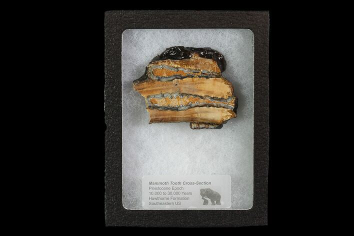 Mammoth Molar Slice With Case - South Carolina #95285